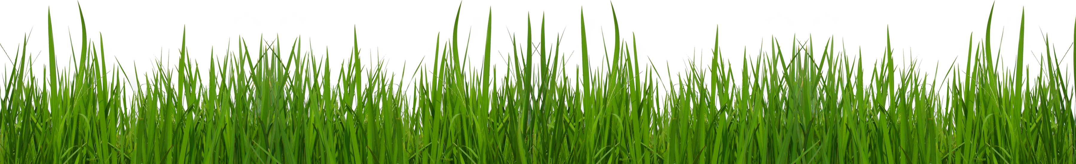 Grass clip art to download clipartcow 2