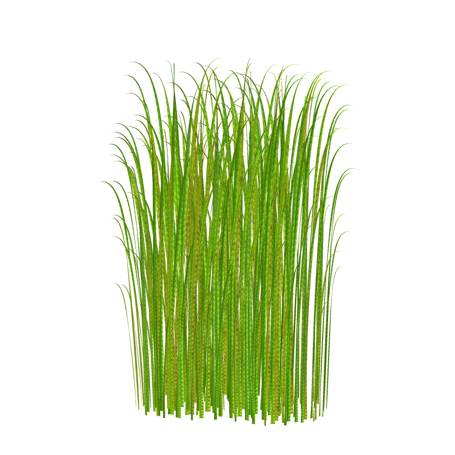 Grass clipart transparent image