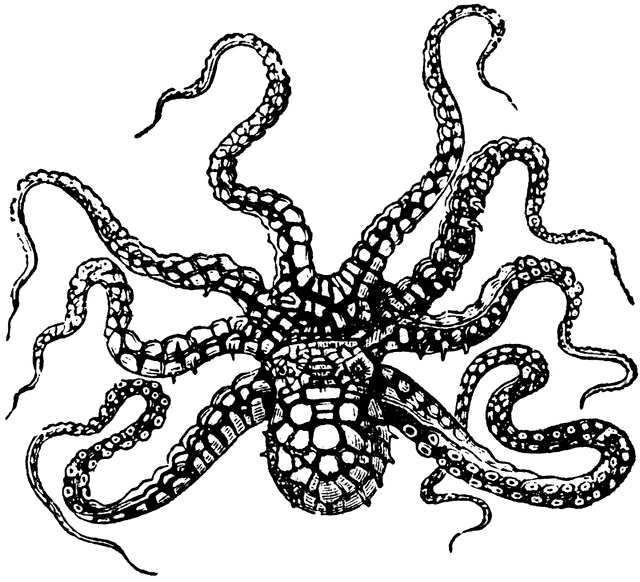 Octopus clipart 6 image