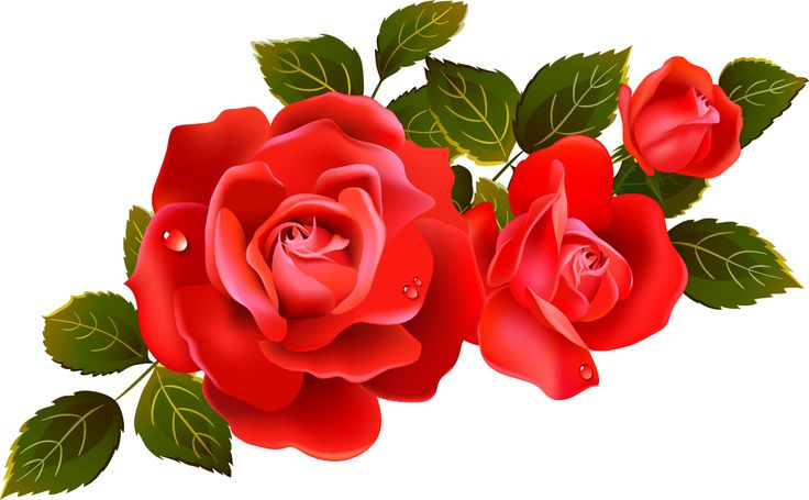 Roses on red roses clip art and yellow roses