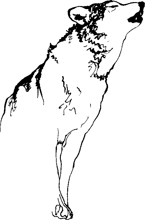 Running wolf silhouette clip art at clker vector clip art clipartix