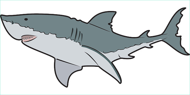 Shark clipart cliparts design trends