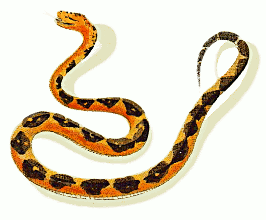 Snake clip art clipart image 1