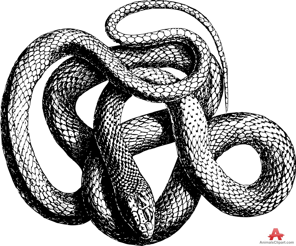 Snake clipart drawing free clipart design download