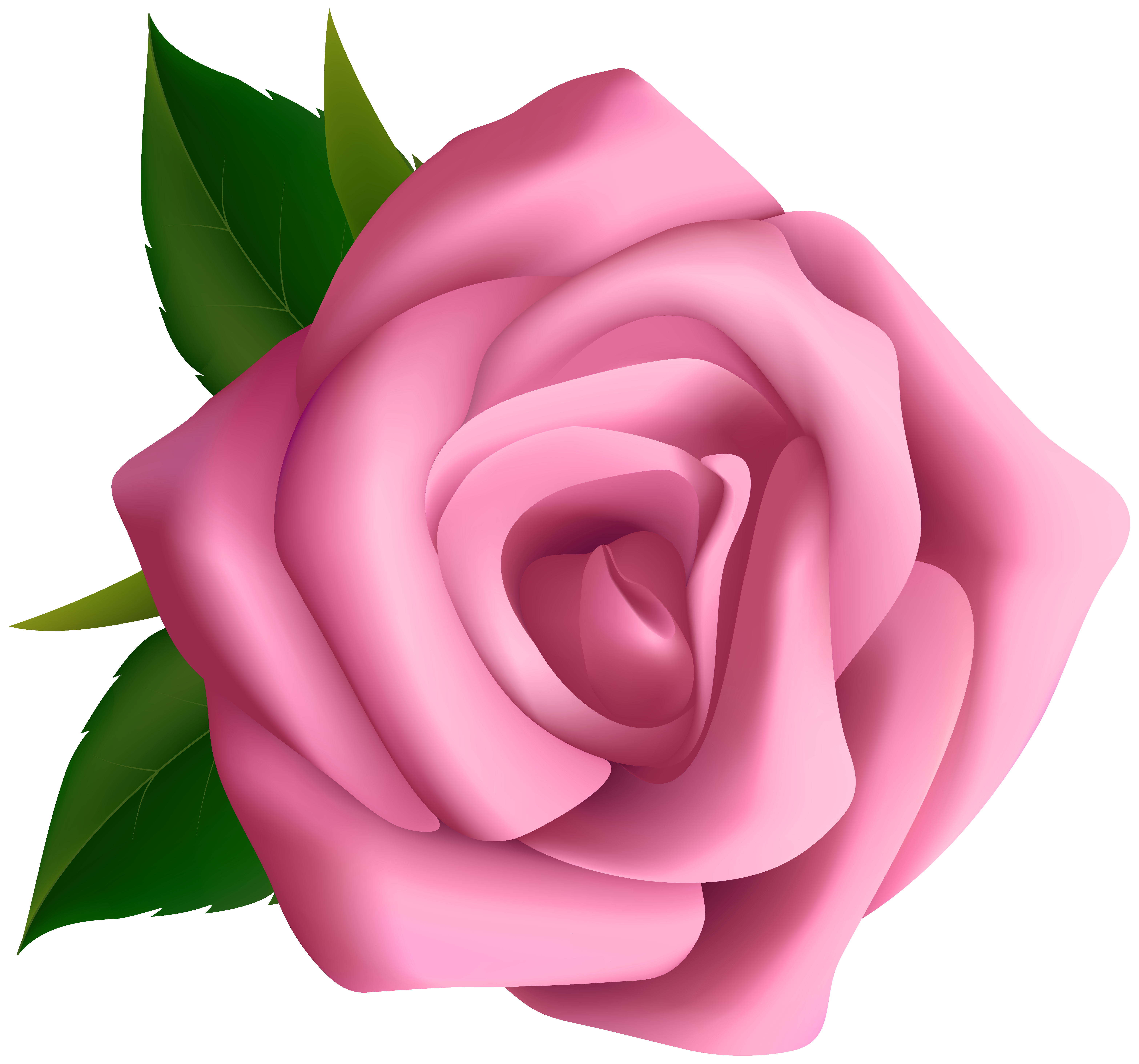 Soft pink rose clipart image