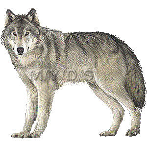 Timber wolf clipart clipart kid 2