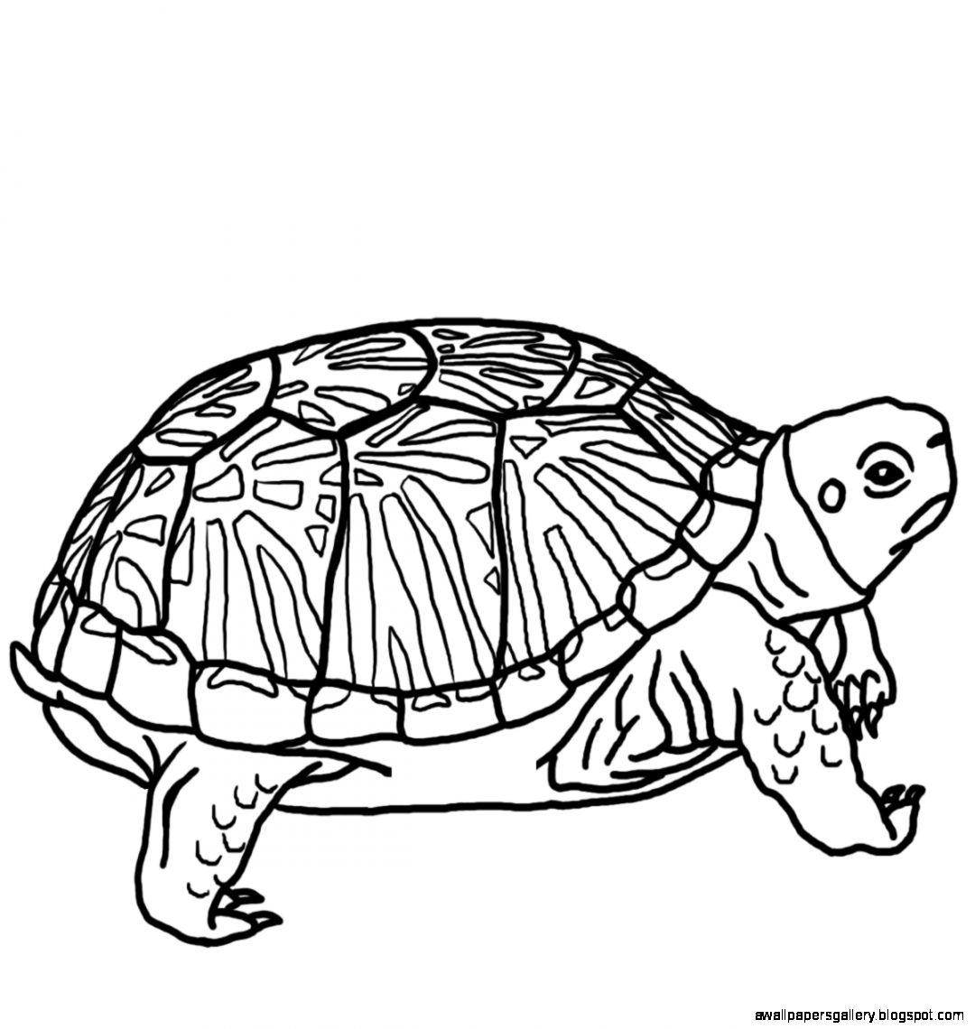 Turtle clipart black and white wallpapers gallery