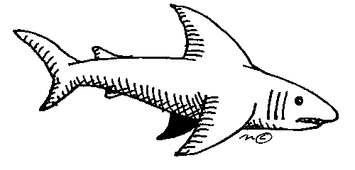 White shark clip art gallery