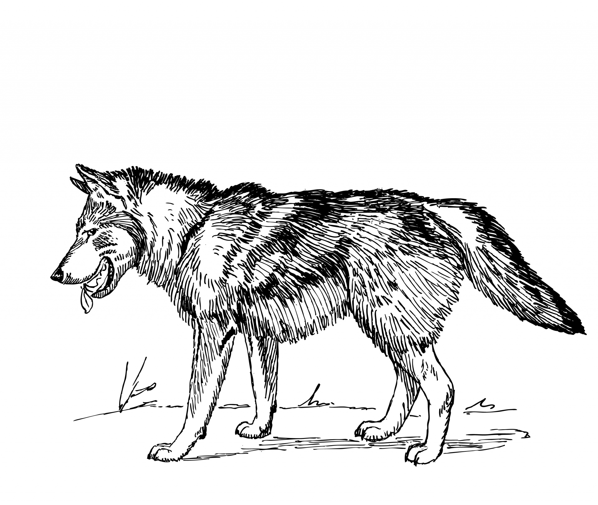 Wolf clipart illustration free stock photo public domain pictures