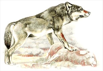 Wolf free wolves clipart free clipart graphics images and photos 2
