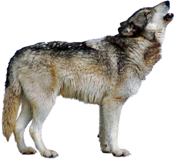 Wolf howling clipart the cliparts