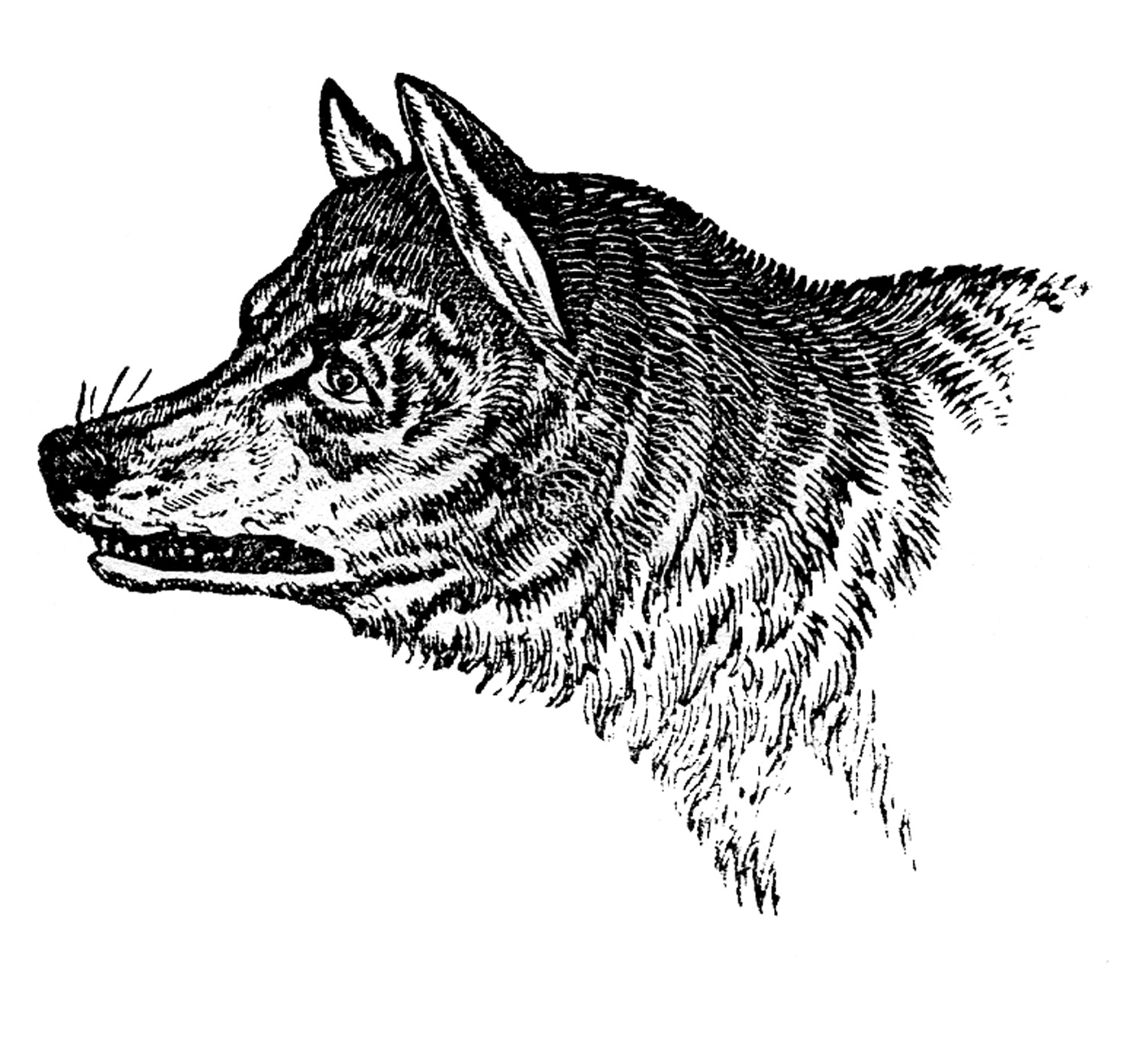 Wolf vintage clip art wolves