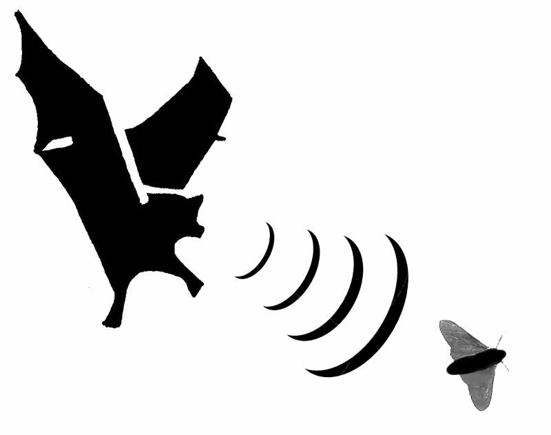 Bat echo clipart