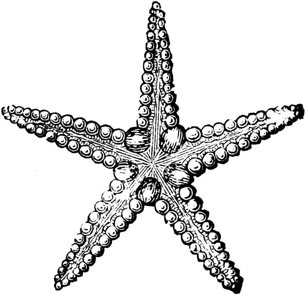 Black and white starfish clip art starfish clip art black and 2
