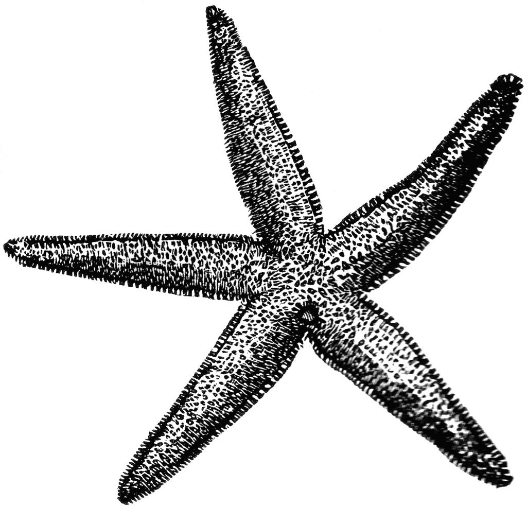 Black and white starfish clip art starfish clip art black and