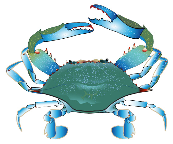 Blue crab clipart clipart