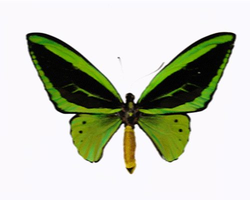 Clipart butterfly animated