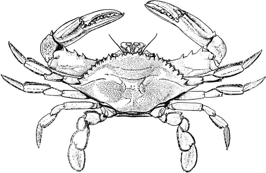 Crab clip art cartoon free clipart images clipartix 3