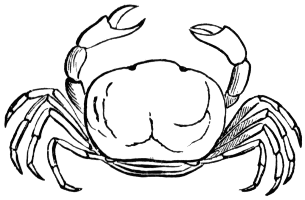 Crabs crab clipart free clip art images image 5