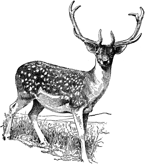 Deer clip art clipart image 8
