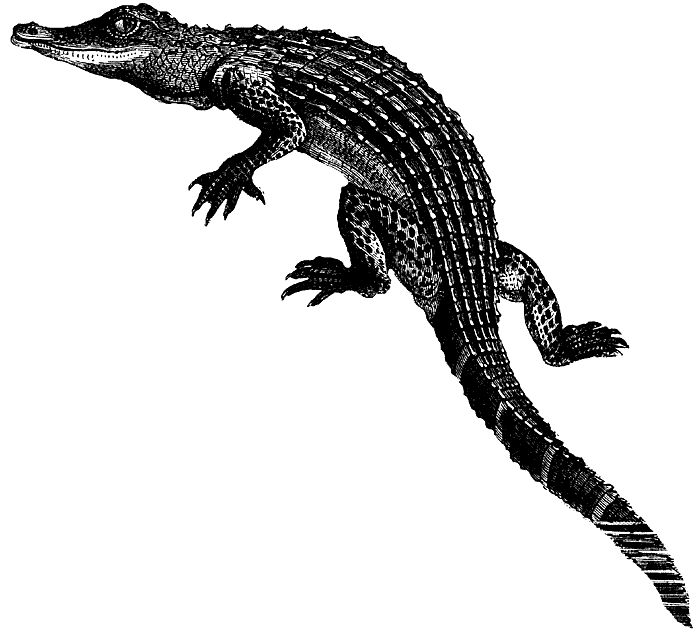Free alligator animated alligators clipart clipartix