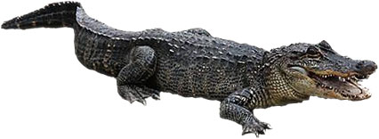 Free alligator animations alligator clipart