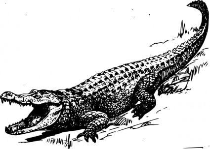 Free clip art alligator clipart image 5