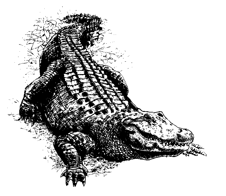 Free clip art alligator clipart image 9
