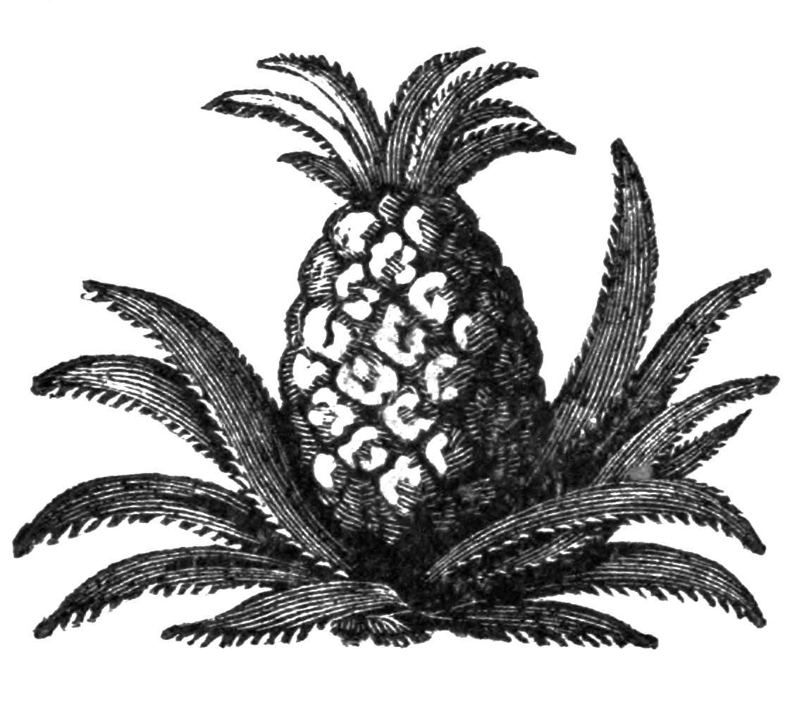 Pineapple clip art 2 image 5
