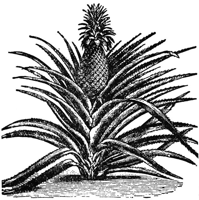 Pineapple clipart clipart cliparts for you clipartix 2