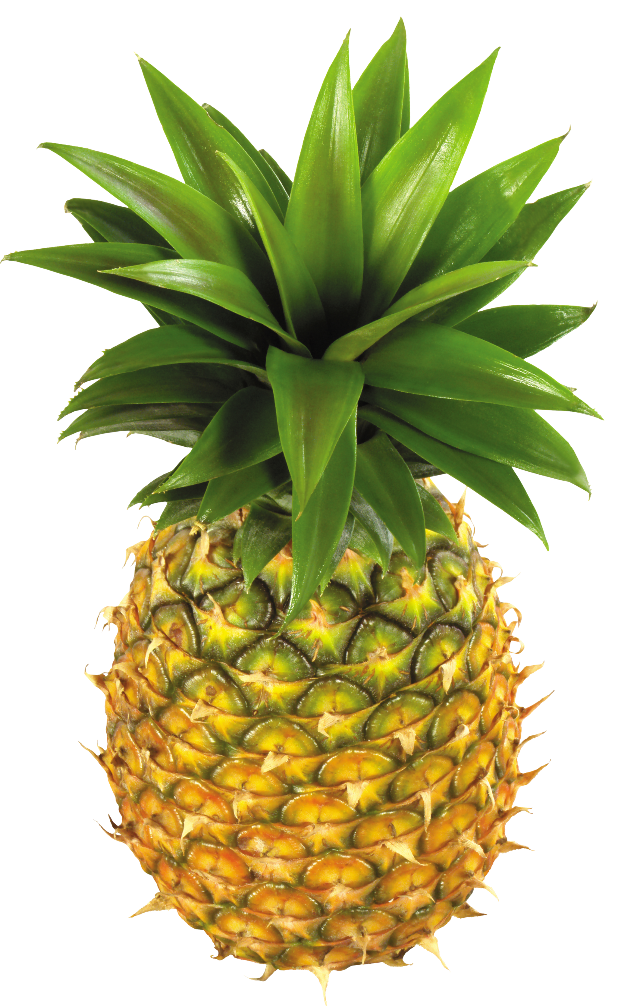Pineapple clipart picture