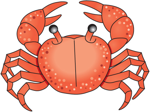 Sea crab clipart