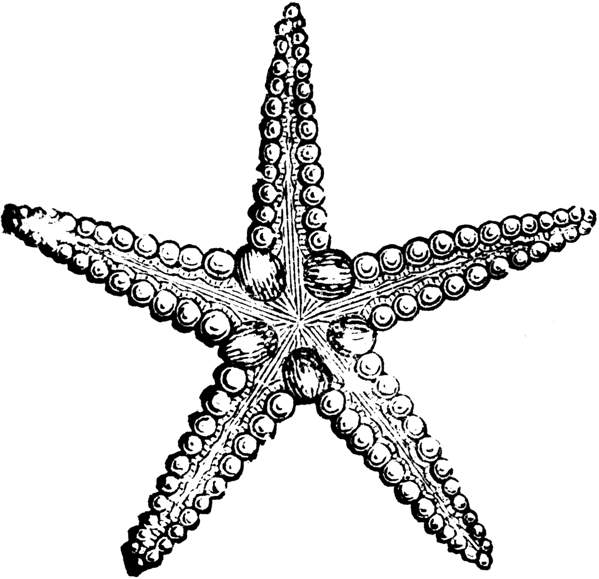 Starfish black and white clip art starfish black and white 2