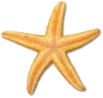 To starfish orange red clip clipart free clip art images image 0 2