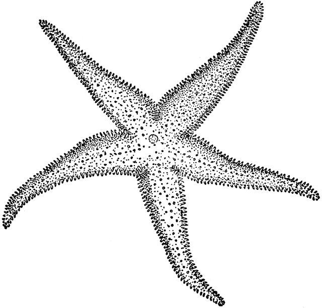 To starfish orange red clip clipart free clip art images image 0 4