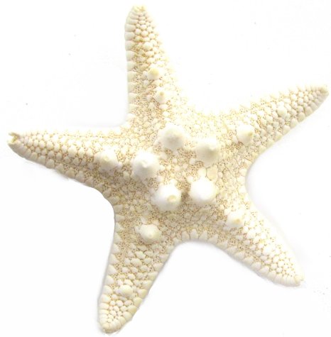To starfish orange red clip clipart free clip art images image 0 5