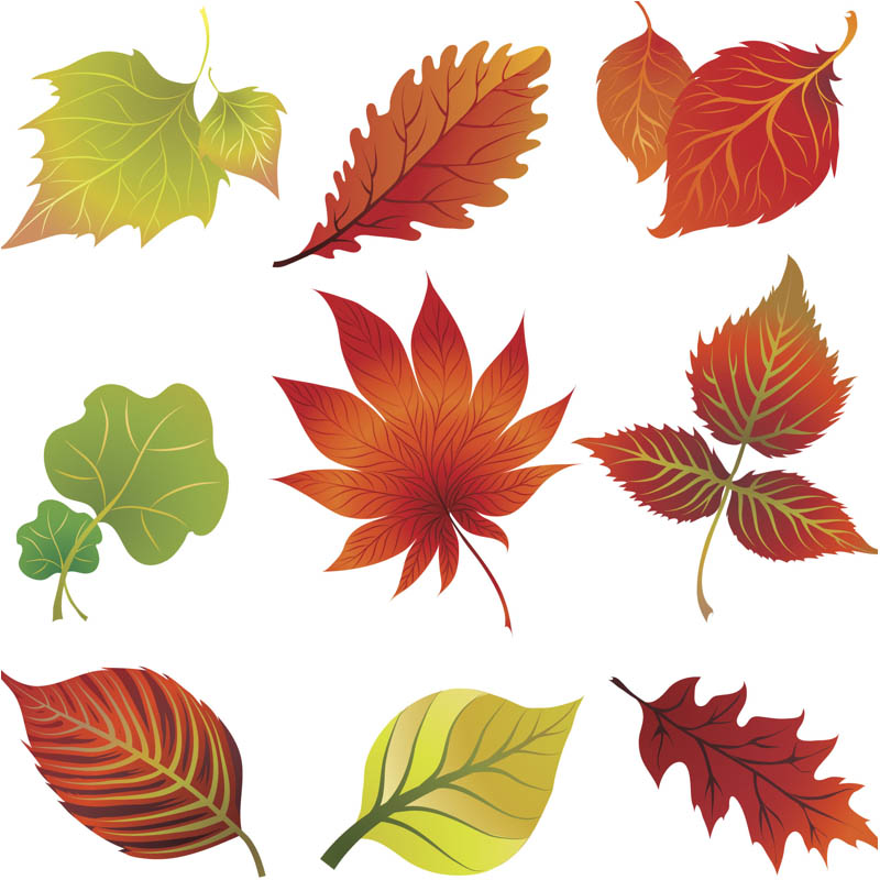Autumn leaves graphics clipart clipart kid 3