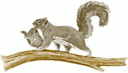 Baby squirrel clipart clipart kid 2