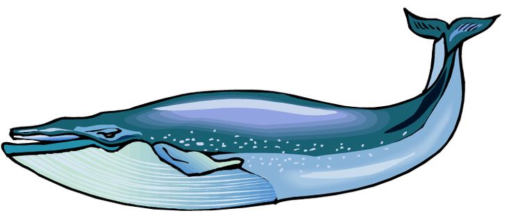 Blue whale clip art blue whale clip art whale watching sewing