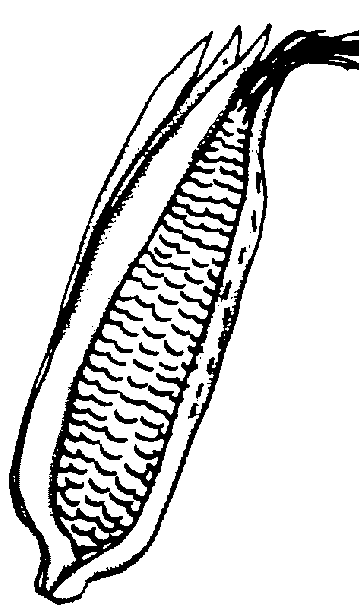 Corn clip art at vector clip art free 2 clipartwiz clipartix