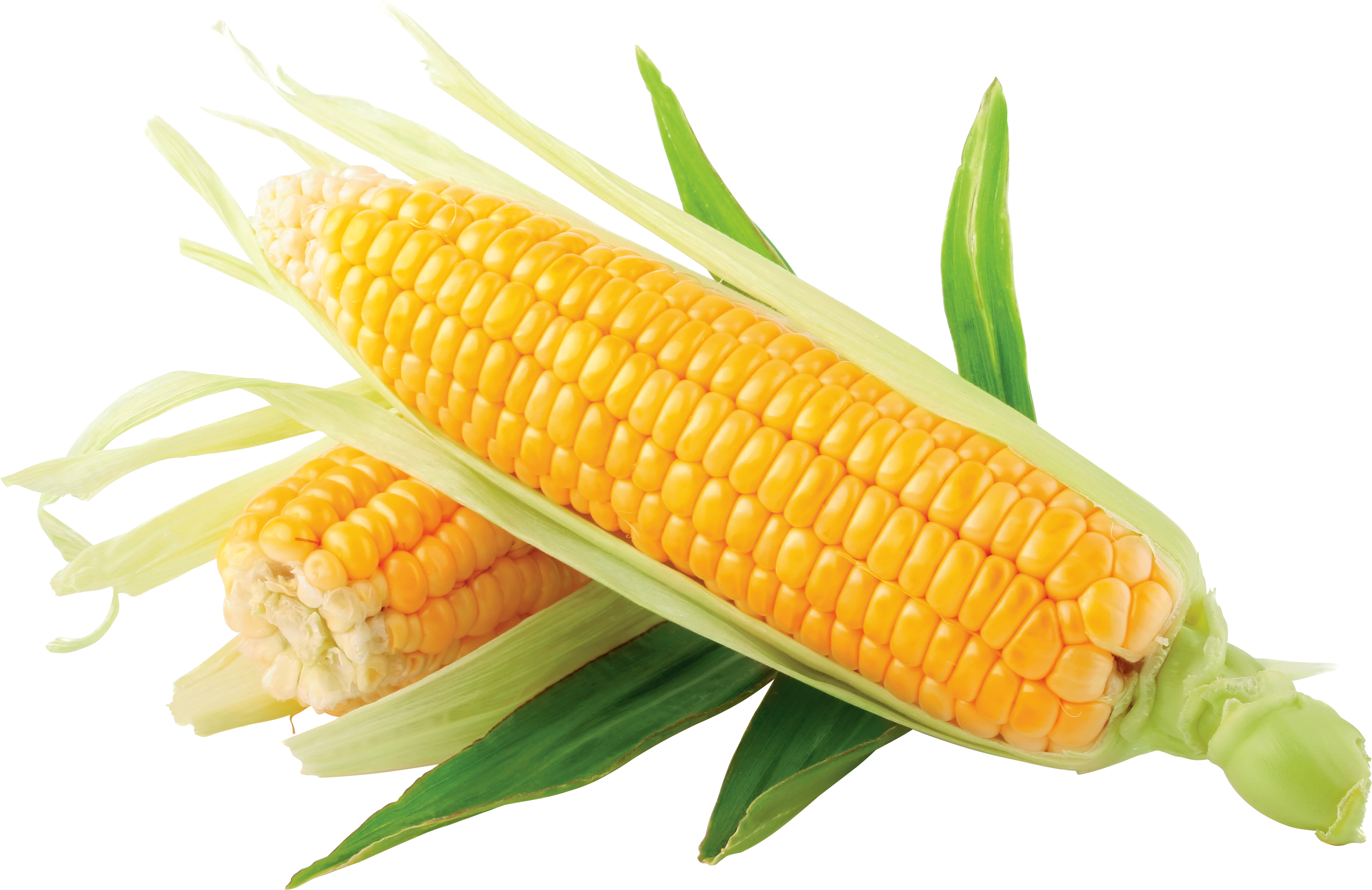 Corn clip art at vector clip art free 3 clipartcow clipartix