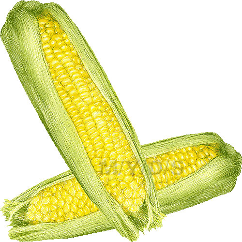 Corn free sweetrn clipart clip art image 9 of image