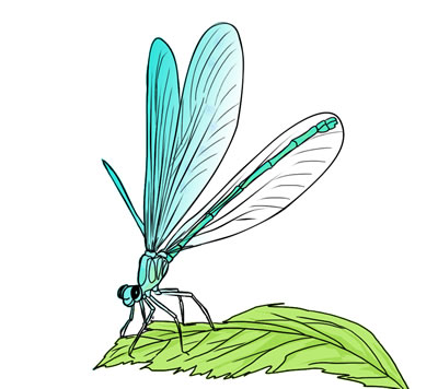 Dragonfly clip art stock images free clipart images clipartcow 3