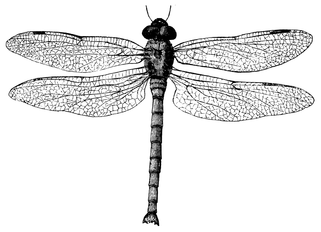 Dragonfly clipart cliparts and others art inspiration 2