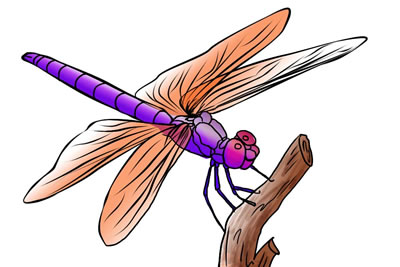 Dragonfly clipart free download free clipart images 5