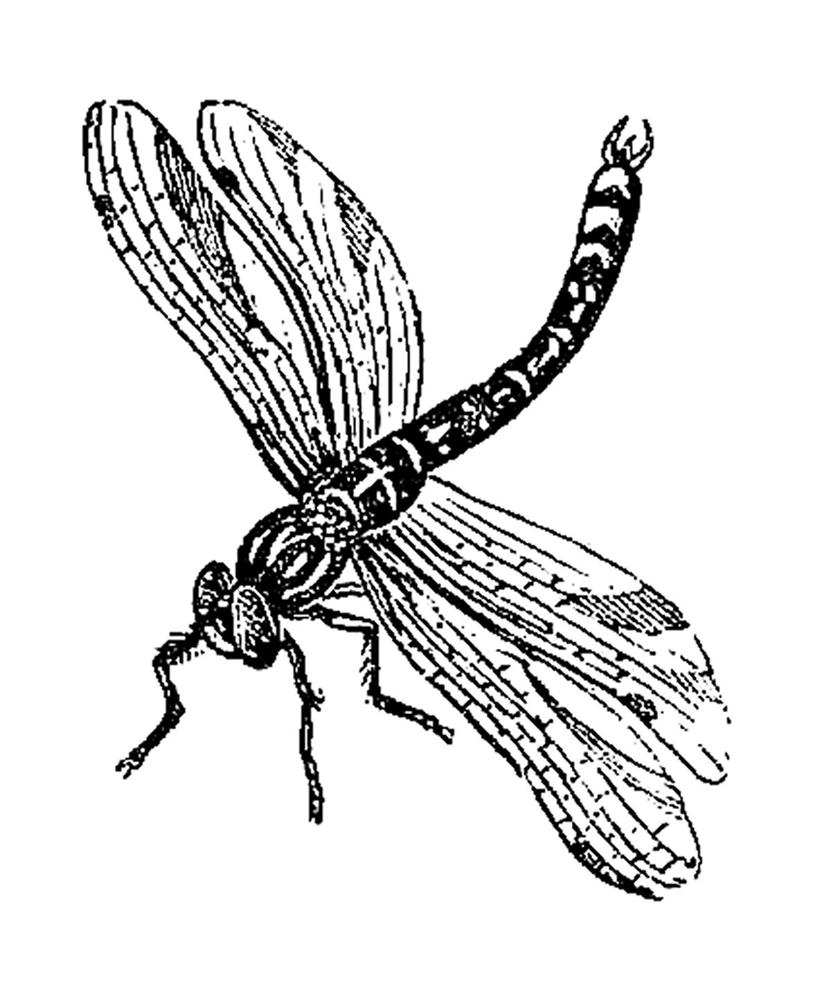 Dragonfly clipart images download free download clipart