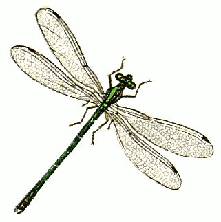 Dragonfly free dragonflies clipart free clipart graphics images 2