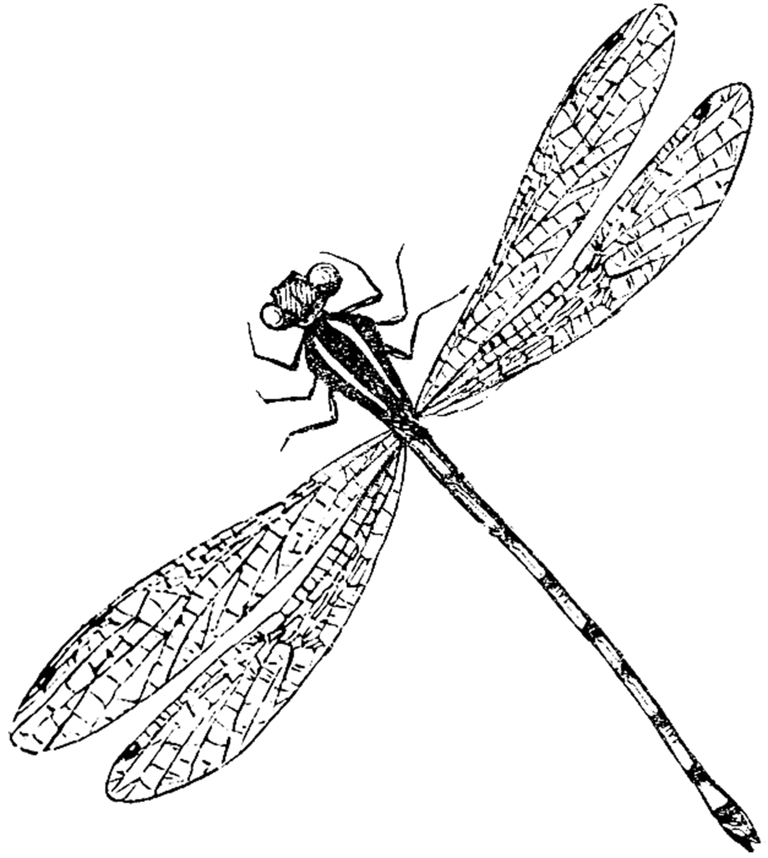 Free dragonfly clip art clipart cliparts for you clipartix 2