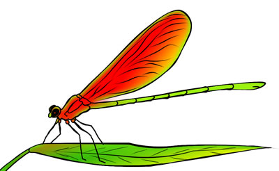 Free dragonfly clip art drawings andlorful images 6