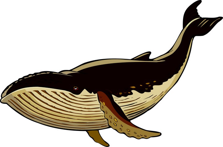 Free whale clipart 2